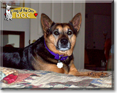 Doc, the Dog of the Day Doc, the Dog of the Day