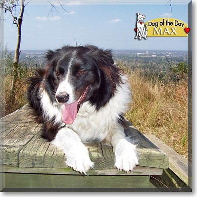 Max, the Dog of the Day