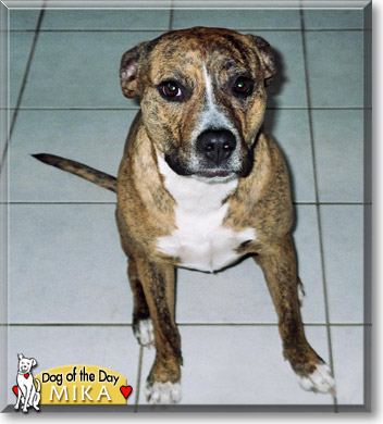 Mika, the Dog of the Day Mika, the Dog of the Day