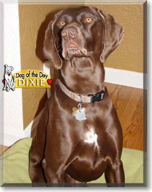 Dixie, the Dog of the Day