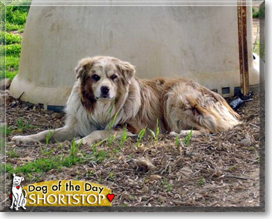 Shortstop, the Dog of the Day Shortstop, the Dog of the Day