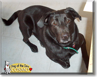 Cosmo, the Dog of the Day