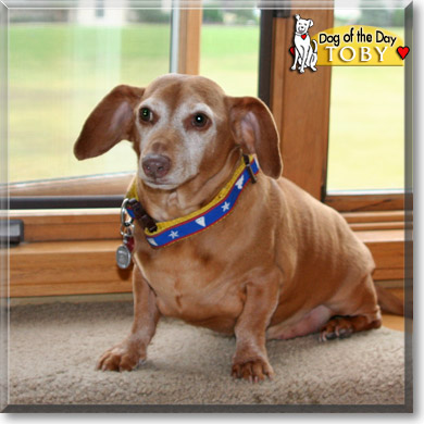 Toby, the Dog of the Day Toby, the Dog of the Day