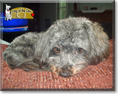 CJ, the Dog of the Day CJ, the Dog of the Day