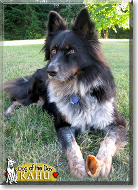 Kahu, the Dog of the Day