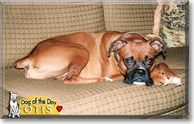 Otis, the Dog of the Day