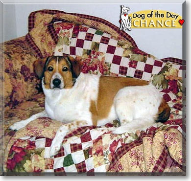 Chance, the Dog of the Day Chance, the Dog of the Day