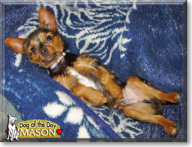 Mason, the Dog of the Day