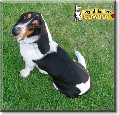 Cowboy, the Dog of the Day Cowboy, the Dog of the Day