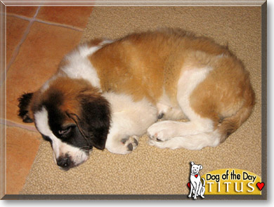 Titus, the Dog of the Day