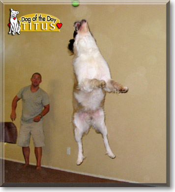 Titus, the Dog of the Day