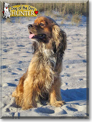 Hunter, the Dog of the Day Hunter, the Dog of the Day