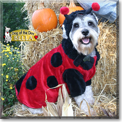 Bella, the Dog of the Day Bella, the Dog of the Day