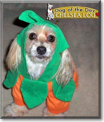 Chelsea Lou, the Dog of the Day