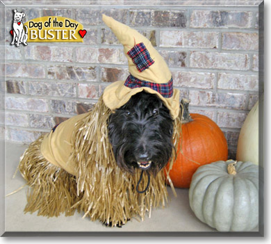 Buster, the Dog of the Day Chelsea Lou, the Dog of the Day