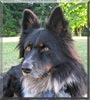 Kahu