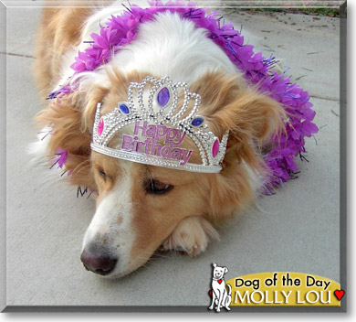 Molly Lou, the Dog of the Day