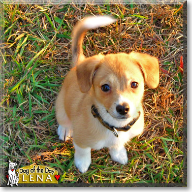 Lena, the Dog of the Day Lena, the Dog of the Day