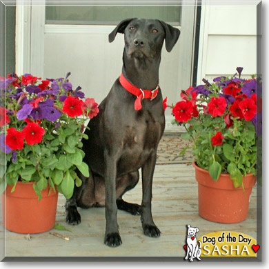 Sasha, the Dog of the Day