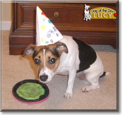 Lucy, the Dog of the Day Lucy, the Dog of the Day