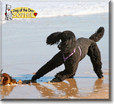 Sophie, the Dog of the Day