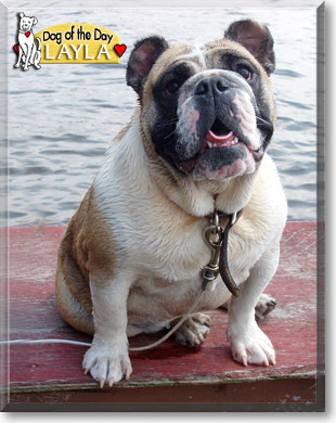 Layla, the Dog of the Day