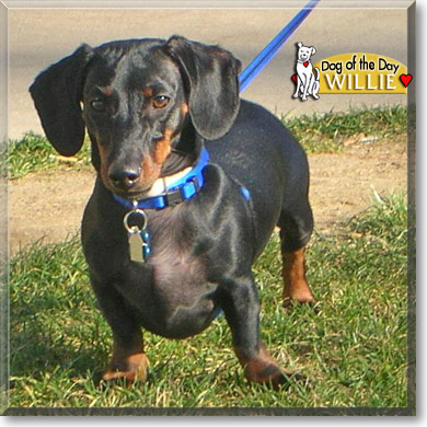 Willie, the Dog of the Day