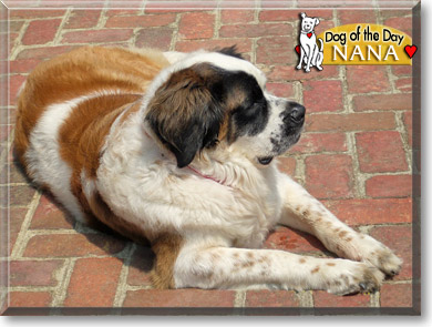 Nana, the Dog of the Day