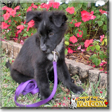 Volcom, the Dog of the Day