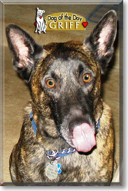 Griff, the Dog of the Day Griff, the Dog of the Day