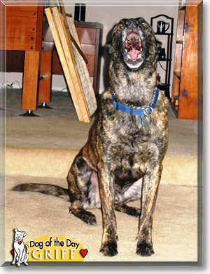 Griff, the Dog of the Day Griff, the Dog of the Day