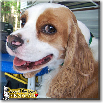 Finnegan, the Dog of the Day