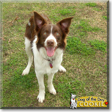 Cookie, the Dog of the Day