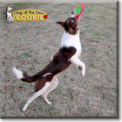 Cookie, the Dog of the Day