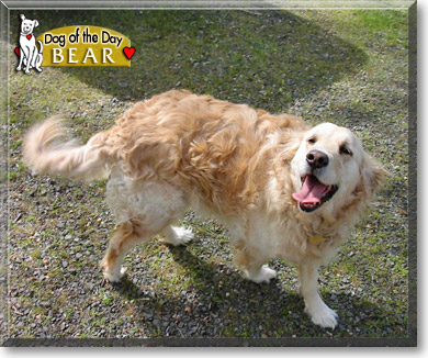 Bear, the Dog of the Day