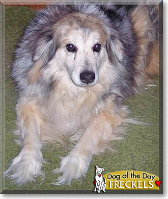 Freckels, the Dog of the Day Freckels, the Dog of the Day