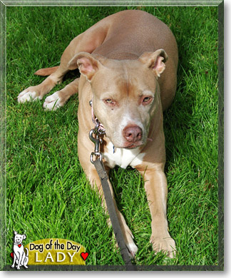 Lady, the Dog of the Day
