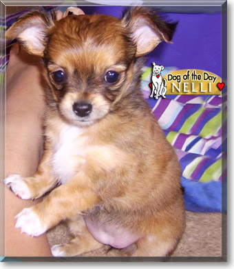 Nelli, the Dog of the Day