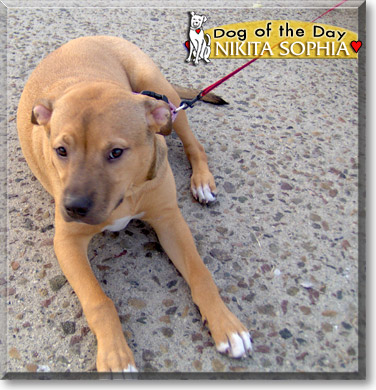Nikita Sophia, the Dog of the Day