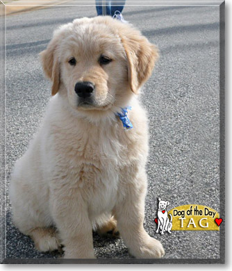 golden retriever died suddenly tag golden retriever september 24 2007 golden retriever died suddenly tag golden retriever september 24 2007