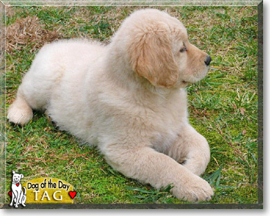 Tag, the Dog of the Day