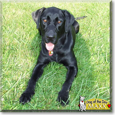 Maxx, the Dog of the Day