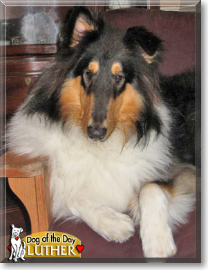 Luther, the Dog of the Day