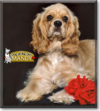 Mandy, the Dog of the Day Mandy, the Dog of the Day