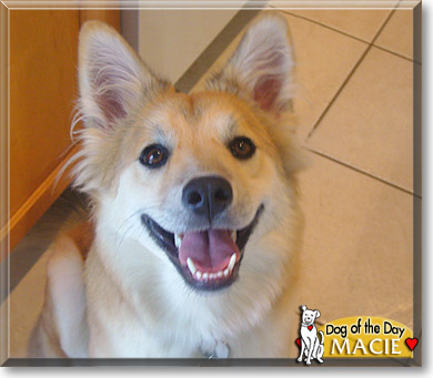 Macie, the Dog of the Day