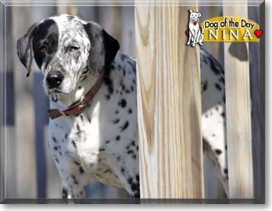 Nina, the Dog of the Day