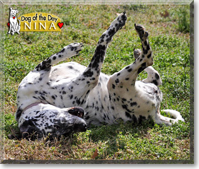 Nina, the Dog of the Day