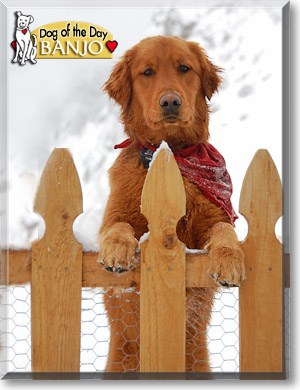Banjo, the Dog of the Day