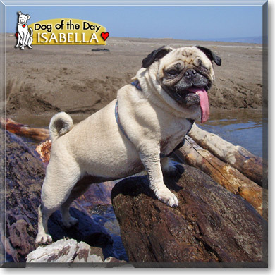 Isabella, the Dog of the Day