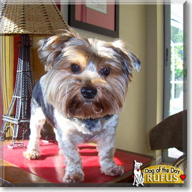 Rufus, the Dog of the Day Rufus, the Dog of the Day